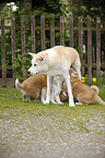 Akita Inu puppies