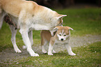 Akita Inu puppies