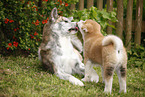 Akita Inu puppies