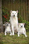 Akita Inu