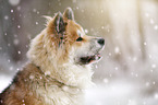 Akita Inu Portrait