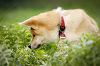 young Akita Inu