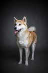 standing Akita Inu