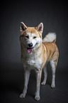 standing Akita Inu