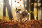 Akita Inu puppy