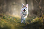 Akita Inu puppy