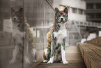 sitting Akita Inu