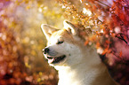 Akita Inu Portrait