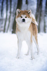 Akita Inu