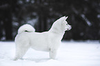 Akita Inu in the snow
