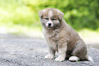 Akita Inu Puppy