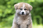 Akita Inu Puppy