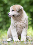 Akita Inu Puppy