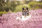 Akita Inu in the heather