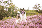 Akita Inu in the heather