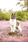 Akita Inu in the heather