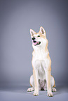 sitting Akita Inu