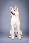 sitting Akita Inu