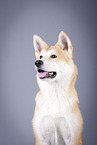 Akita Inu Portrait