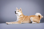 lying Akita Inu