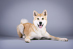 lying Akita Inu