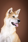 Akita Inu Portrait