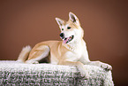 lying Akita Inu