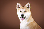 Akita Inu Portrait