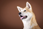 Akita Inu Portrait