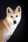 Akita Inu Portrait