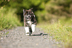 running Akita Inu puppy