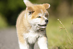 Akita Inu puppy