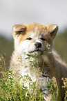 Akita Inu puppy