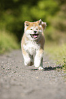 running Akita Inu puppy