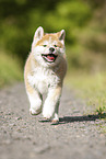 running Akita Inu puppy