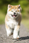running Akita Inu puppy