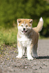 Akita Inu puppy