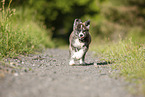 running Akita Inu puppy