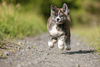 running Akita Inu puppy
