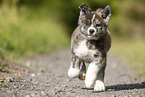running Akita Inu puppy