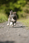 running Akita Inu puppy