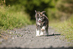 running Akita Inu puppy