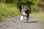 running Akita Inu puppy