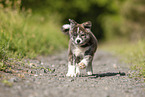 running Akita Inu puppy