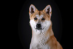 Akita Inu Portrait