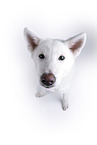 white Akita Inu in front of white background