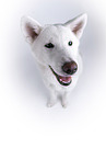 white Akita Inu in front of white background