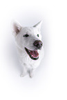 white Akita Inu in front of white background