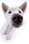 white Akita Inu in front of white background