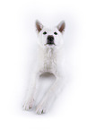 white Akita Inu in front of white background